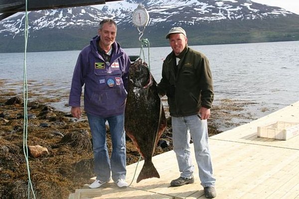 Nord-Norwegen: Zwei Angler präsentieren stolz einen großen Heilbutt auf einem Holzsteg am Fjord. Im Hintergrund erheben sich schneebedeckte Berge vor einem klaren See. Perfektes Angelabenteuer in spektakulärer Landschaft.