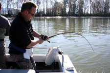 Ein Mann steht auf einem Boot und zieht mit seiner Angelrute einen Fisch aus einem ruhigen Fluss, umgeben von einer Baumreihe am Ufer.