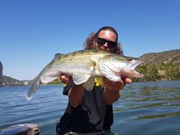 Eine Person mit Sonnenbrille hält einen großen Zander vor einer malerischen Kulisse aus Wasser und bewaldeten Hügeln in die Kamera.