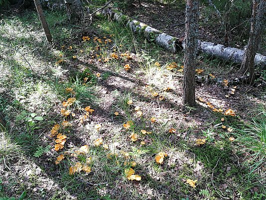 Im Waldboden unter Bäumen sind zahlreiche gelbe Pfifferlinge zu sehen, umgeben von Moos und Gräsern.
