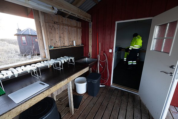 Rustikale norwegische Fischerhütte in Nordland, Norwegen. Frisch zubereiteter Fisch auf Arbeitstischen, robuste Holzverkleidung und traditionelles Ambiente. Perfekt für Angelreisen und authentisches Meeresangeln-Erlebnis.