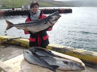 Eine Person hält einen großen Fisch an einem Hafen, während zwei weitere Fische auf einem Tisch im Vordergrund liegen.