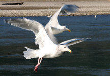 Zwei Möwen fliegen über einem Fluss mit Kieselstrand im Hintergrund.