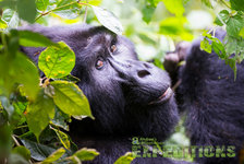 Ein Gorilla liegt entspannt im üppigen grünen Laub. Sanftes Licht hebt sein glänzendes Fell hervor. Ruhe und Naturverbundenheit prägen die Szene. Perfekte Kulisse für Tierbeobachtungen.