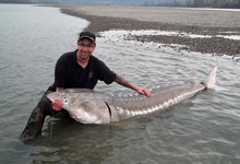 Eine Person kniet im flachen Wasser und hält einen großen Stör.