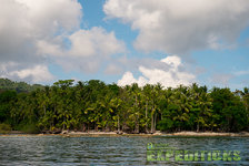 Das Bild zeigt eine tropische Küstenlandschaft mit üppigen Palmen und klarem blauen Himmel. Sanfte Wellen umspülen den sandigen Strand. Perfekte Kulisse für Abenteurer und Naturliebhaber auf Angelreisen.