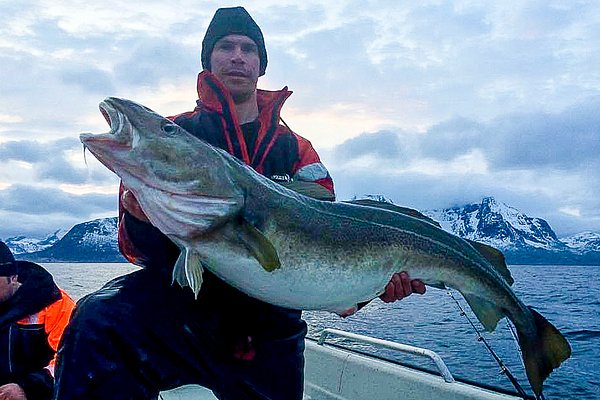 Angler hält großen Kabeljau vor atemberaubender Bergkulisse in Nordland, Norwegen. Perfektes Angelabenteuer im hohen Norden, fischreiches Revier für leidenschaftliche Angler. Ideal für Meeresangeln und unvergessliche Erlebnisse.