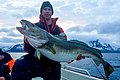 Angler hält großen Kabeljau vor atemberaubender Bergkulisse in Nordland, Norwegen. Perfektes Angelabenteuer im hohen Norden, fischreiches Revier für leidenschaftliche Angler. Ideal für Meeresangeln und unvergessliche Erlebnisse.