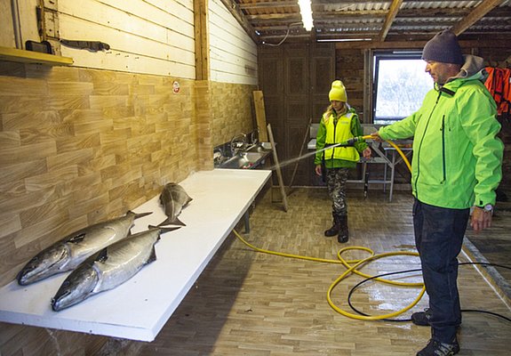 Frischer Fang in Nord-Norwegen: In einer Angelhütte werden Fische gereinigt. Zwei Personen arbeiten an einem Tisch mit professionellem Equipment. Perfekt für Angelurlaube und Meeresangeln in spektakulärer Umgebung.