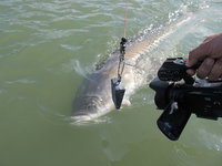 Ein großer Fisch, möglicherweise ein Stör, wird knapp unter der Wasseroberfläche von einer Kamera gefilmt.