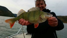 Eine Person hält einen großen Barsch mit gelb-grüner Färbung und roten Flossen auf einem Boot vor einer natürlichen Kulisse in die Kamera.