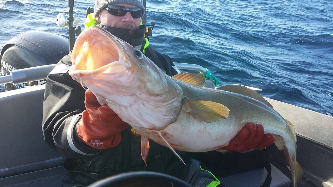 Ein Angler sitzt in einem Boot auf dem Meer und hält einen großen Kabeljau in den Händen.