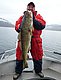 Ein Angler auf einem Boot in Hitra, Norwegen, hält stolz einen großen Kabeljau. Perfektes Ziel für Angelurlaub und Meeresangeln, um Abenteuer und reichhaltige Fänge zu erleben. Ideal für Outdoor-Entdecker.