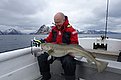 Ein Angler hält einen großen Kabeljau auf einem Boot vor der malerischen, schneebedeckten Küstenlandschaft Nordlands, Norwegen. Perfekter Angelurlaub für Meeresangler in beeindruckender Naturkulisse.