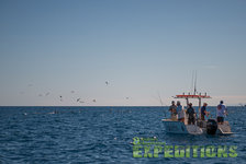 Kleines Boot im blauen Meer bei Süd-Norwegen, Angler werfen ihre Ruten aus. Möwen fliegen darüber, klarer Himmel. Perfektes Ziel für Meeresangeln und Abenteuerlustige. Ideal für Angelreisen in malerischer Umgebung.