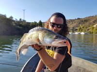 Eine Person mit Sonnenbrille hält einen Zander, gefangen mit einem orangefarbenen Köder, vor malerischer Flusslandschaft in die Kamera.