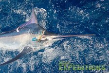 Auf dem Bild ist ein großer Marlin im türkisblauen Meer der Malediven zu sehen, gefangen bei einer spannenden Hochseeangelreise. Perfektes Ziel für Abenteurer und Angler auf der Suche nach besonderen Fangchancen.