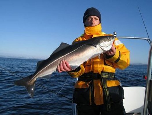 Ein Angler hält einen großen Fisch, wahrscheinlich einen Seelachs, vor der Küste Nordlands in Norwegen. Der strahlend blaue Himmel und die ruhige See unterstreichen die Schönheit dieses Angelabenteuers.