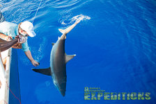Ein Angler fängt einen großen Fisch im klaren blauen Wasser Süd-Norwegens. Spannende Angelreise mit Andrees Angelreisen. Perfekte Bedingungen für Sportangler. Ideal für Abenteuer und unvergessliche Momente.