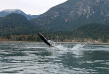 Ein Fisch springt aus dem Wasser vor einer malerischen Berg- und Waldlandschaft.