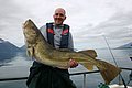 Ein Angler hält stolz einen großen Kabeljau auf einem Boot in Nord-Norwegen. Im Hintergrund erstrecken sich majestätische Berge und spiegelglattes Wasser. Perfekter Angelurlaub mit beeindruckendem Fang!