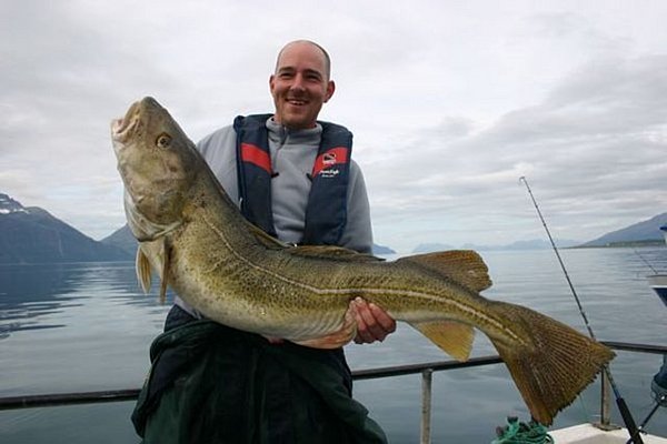 Ein Angler hält stolz einen großen Kabeljau auf einem Boot in Nord-Norwegen. Im Hintergrund erstrecken sich majestätische Berge und spiegelglattes Wasser. Perfekter Angelurlaub mit beeindruckendem Fang!