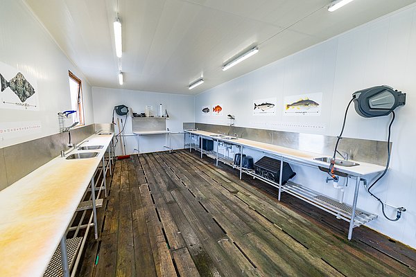 Geräumiger, gut ausgestatteter Fischreinigungsraum in Nord-Norwegen mit rustikalem Holzboden, langen Metallarbeitsflächen, Abflüssen, Fischpostern und hellen Leuchten. Perfekt für Angler, die ihren Fang vorbereiten möchten. بححرفịa: Angelurlaub, Norwegen, Fischverarbeitung.