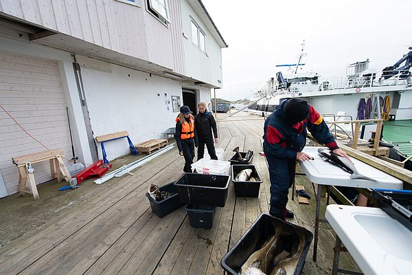 Ein Angler filetiert Fisch auf einem norwegischen Holzsteg neben Booten. Die Szene zeigt einen erfolgreichen Angelurlaub in Nordland, Norwegen, mit frischem Fang und maritimem Ambiente.