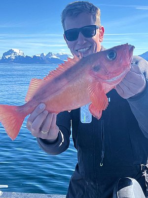 Ein Angler hält stolz einen leuchtend roten Rotbarsch vor einer beeindruckenden Fjordkulisse in Nordland, Norwegen. Klare Gewässer und schneebedeckte Berge im Hintergrund, perfekte Bedingungen für Angelurlaub und unvergessliche Erlebnisse.