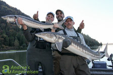 Drei Männer halten stolz zwei große Störe auf einem Boot vor einer bewaldeten Flusslandschaft in die Kamera.