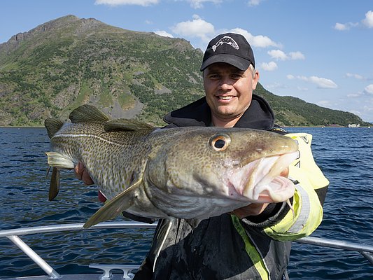 Ein Angler präsentiert stolz einen großen Kabeljau auf einem Boot vor der beeindruckenden Kulisse Nord-Norwegens mit Bergen und blauem Himmel. Ideal für Angelreisen und Meeresangeln-Abenteuer.