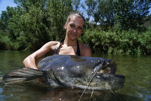 Eine Anglerin hält einen riesigen Wels im klaren Wasser des Ebro-Flusses in Riba Roja, Spanien, umgeben von üppiger Natur. Perfektes Ziel für begeisterte Angler. Keywords: Angelurlaub, Wels, Ebro, Spanien.