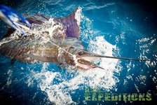 Ein eindrucksvoller Segelfisch kämpft an der Angelrute im klaren, blauen Wasser der Malediven. Perfekter Angelurlaub für Abenteurer, die das Meeresangeln lieben. Ideal für fischreiche Angelreisen und unvergessliche Fänge.