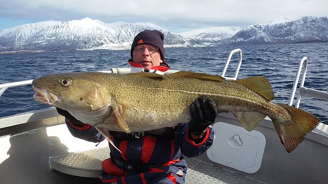Ein Angler auf einem Boot in Nordnorwegen mit einem beeindruckenden Kabeljau vor verschneiten Bergen und rauer See. Perfekter Angelurlaub für Abenteurer im atemberaubenden Norden.