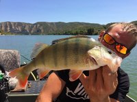 Ein Angler hält stolz einen gefangenen Flussbarsch vor einer malerischen Flusslandschaft mit Bergen im Hintergrund in die Kamera.