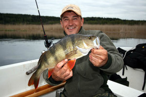 Ein Angler mit gewonnenem Fang, einem großen Flussbarsch, lächelt stolz auf einem Boot in der malerischen Natur der Region Värmland, Schweden. Perfektes Angelabenteuer im friedlichen Seeumfeld.