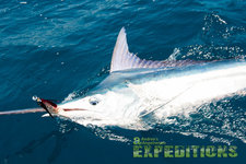 Ein kapitaler Marlin, angebissen an einer Angelrute, zieht durch das blaue Wasser der Malediven. Perfekter Moment für Sportangler auf Angelreise, gefangen von Andrees Angelreisen Expeditions.