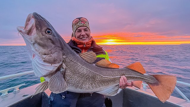 Eine Person hält einen großen Kabeljau auf einem Boot in Nord-Norwegen vor einem beeindruckenden Sonnenuntergang. Perfektes Angelwetter und atemberaubende Landschaft sorgen für ein unvergessliches Angelerlebnis. Petri Heil – sorglos angeln weltweit!
