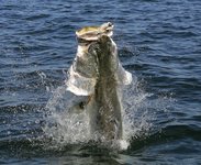 Ein großer Fisch springt mit einem kleineren Fisch im Maul aus dem Wasser, umgeben von spritzendem Wasser.